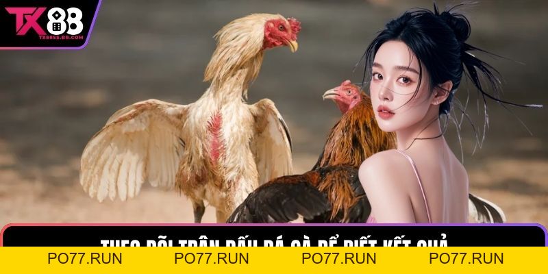 Đá Gà TX88 - Nơi Hội Tụ Những Chiến Kê Xuất Sắc