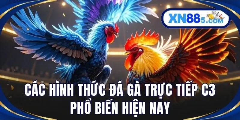 Đá Gà Trực Tiếp C3 Hấp Dẫn Cùng Nhà Cái Cá Cược XN88