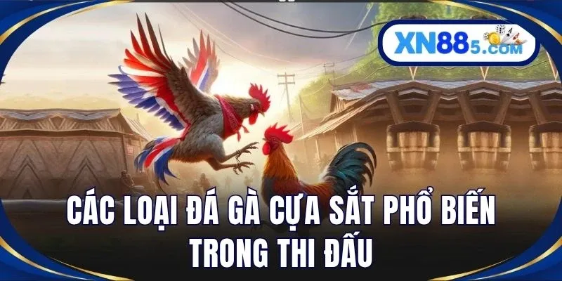 Đá Gà Cựa Sắt Là Gì? Luật Chơi Và Kinh Nghiệm Từ Cao Thủ