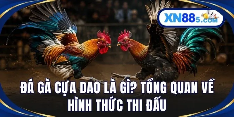 Đá Gà Cựa Dao – Khám Phá Hình Thức Đá Gà Đầy Kịch Tính