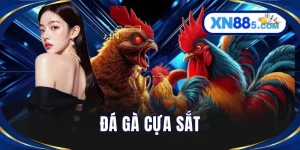 Đá Gà XN88 - Trải Nghiệm Kê Trường Trực Tuyến Sống Động