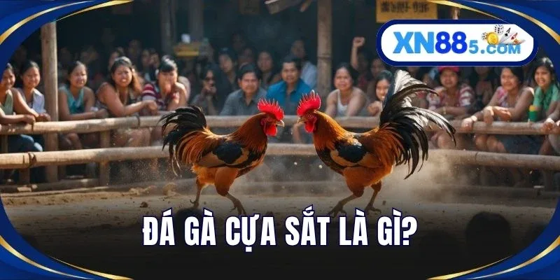 Đá Gà Cựa Sắt Là Gì? Luật Chơi Và Kinh Nghiệm Từ Cao Thủ