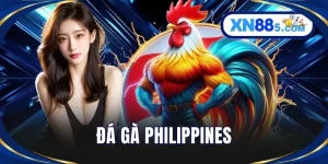 Đá Gà XN88 - Trải Nghiệm Kê Trường Trực Tuyến Sống Động