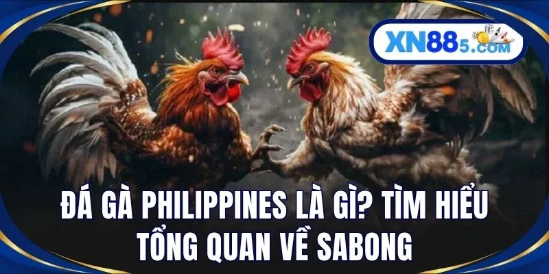 Đá Gà Philippines – Khám Phá Đấu Trường Cựa Dao Đỉnh Cao