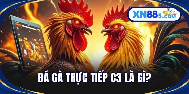 Đá Gà Trực Tiếp C3 Hấp Dẫn Cùng Nhà Cái Cá Cược XN88