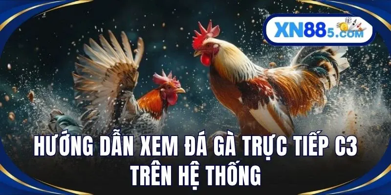 Đá Gà Trực Tiếp C3 Hấp Dẫn Cùng Nhà Cái Cá Cược XN88