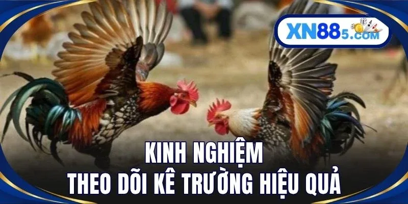 Đá Gà XN88 - Trải Nghiệm Kê Trường Trực Tuyến Sống Động