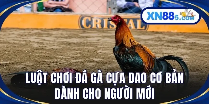 Đá Gà Cựa Dao – Khám Phá Hình Thức Đá Gà Đầy Kịch Tính