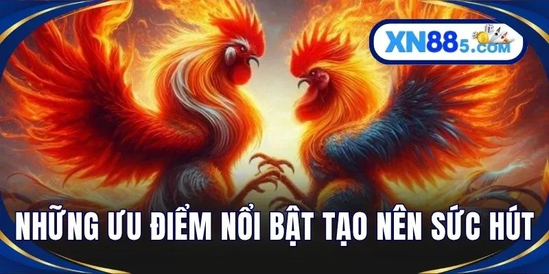 Đá Gà XN88 - Trải Nghiệm Kê Trường Trực Tuyến Sống Động