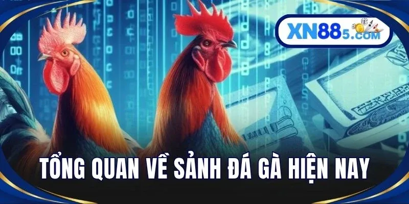 Đá Gà XN88 - Trải Nghiệm Kê Trường Trực Tuyến Sống Động